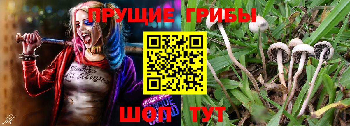 Галлюциногенные грибы Psilocybine cubensis Рассказово